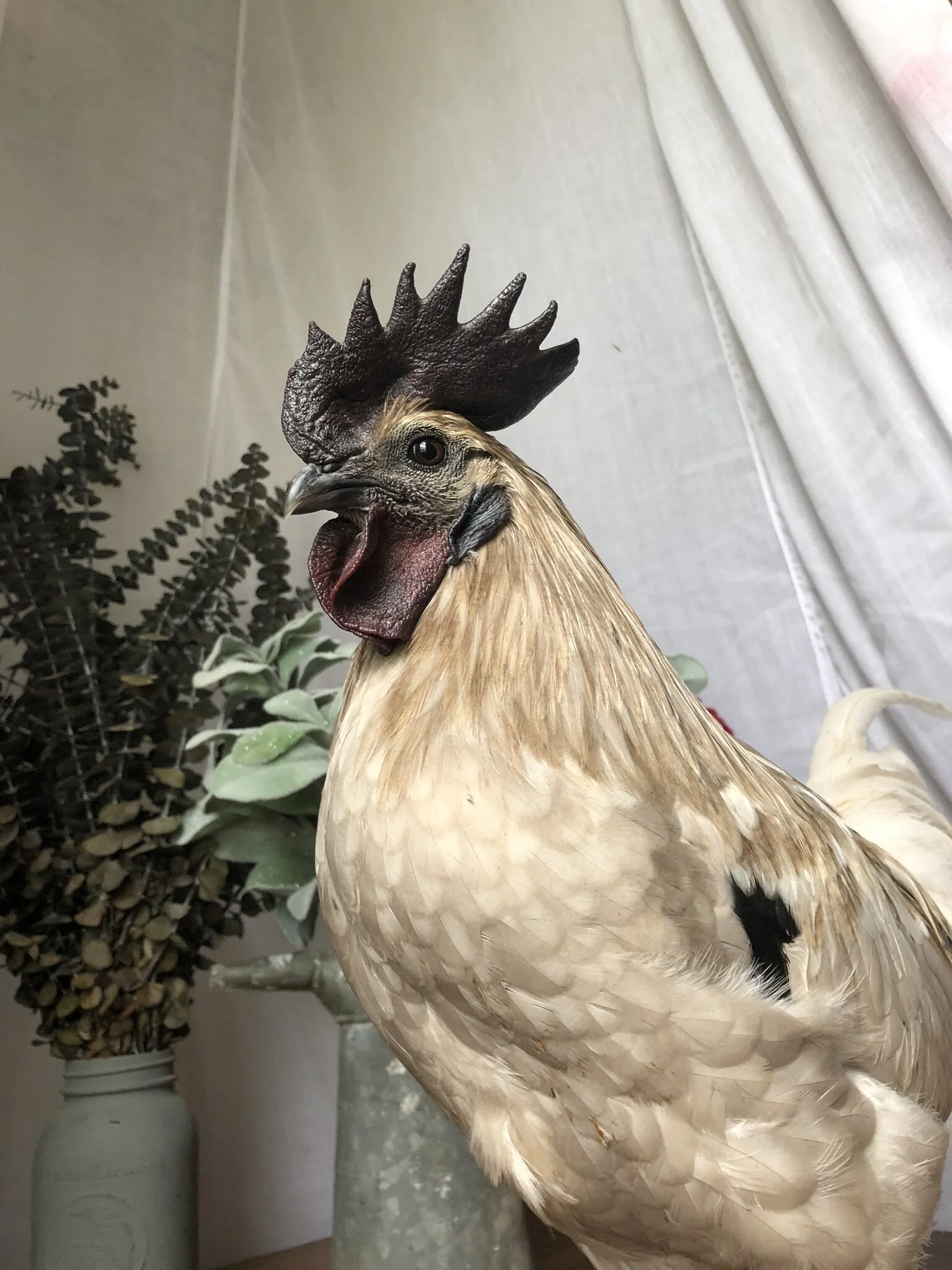 Moonbeam Chickens Hot Off The Nest